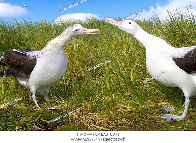 Wandering Albatrosses (Diomedea exulans) adults court during mating season, congregating in pairs or small groups, dancing, displaying