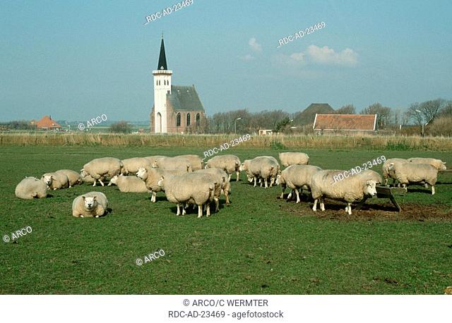 Texel Sheep Den Hoorn Texel Netherlands