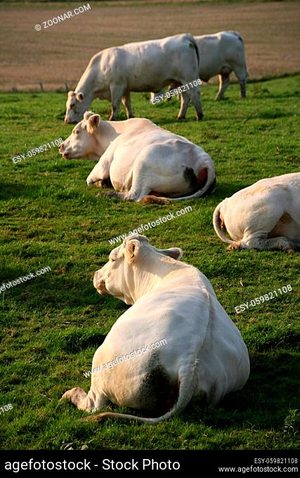 Jersey-Rinder auf einer Weide