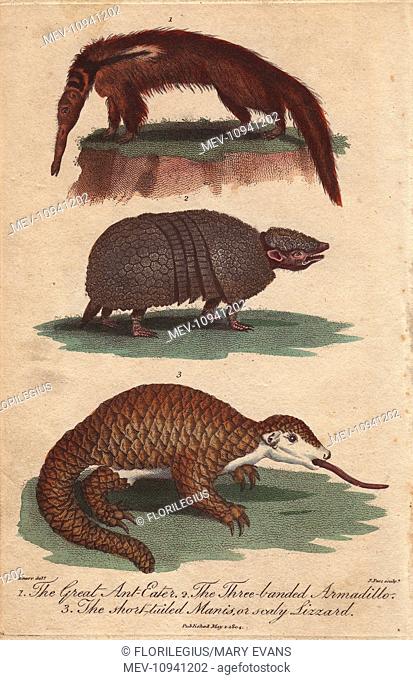 Great anteater, three-banded armadillo and short-tailed manis. Handcolored copperplate engraving from Ebenezer Sibly's Universal System of Natural History, 1794