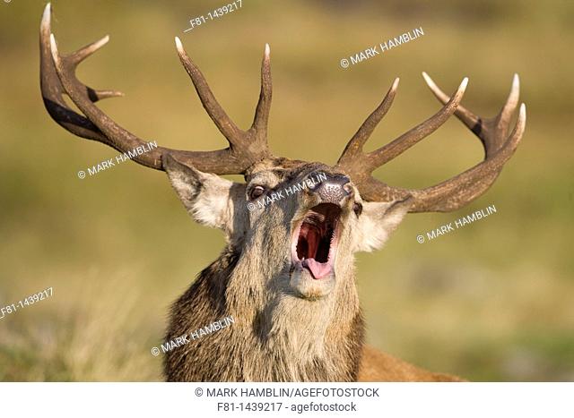 Red deer stag Cervus elaphus roaring during rut, Scotland, October