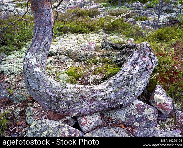 Europe, Sweden, Northern Sweden, Angermanland Province, UNESCO World Natural Heritage Höga Kusten, boreal coniferous forest with granite blocks and reindeer...