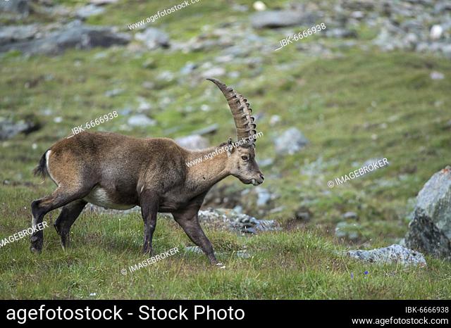 Alpine Ibex (Capra ibex), ibex, mountain, Alps, Hohe Tauern National Park, Austria, Europe