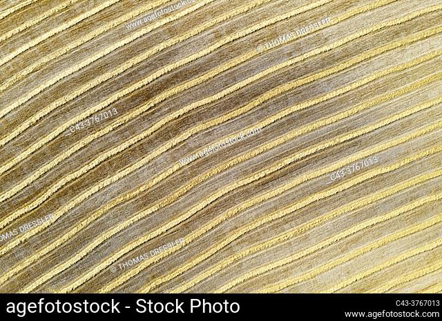 Abstract patterns in cornfield after wheat harvest. In the Campiña Cordobesa, the fertile rural area south of the town of Córdoba. Aerial view
