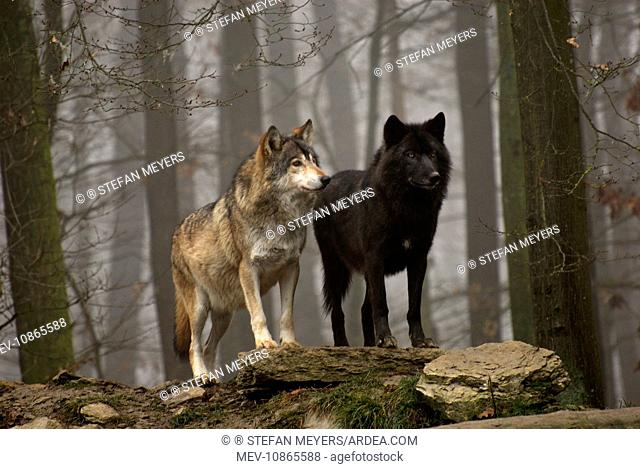 Timber Wolf / Grey Wolf sub species (Canis lupus lycaon). Germany