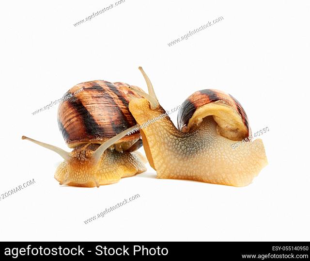 two brown snails isolated on white background, side view and front view, close up
