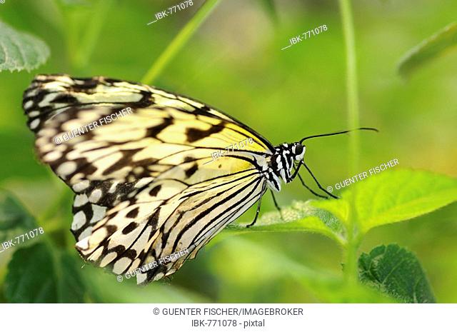 Paper Kite or Rice Paper butterfly (Idea leuconoe)