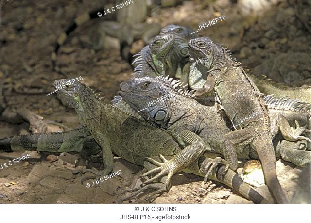 Common iguana , Iguana iguana , Roatan , Honduras , Central America , America , group of adults