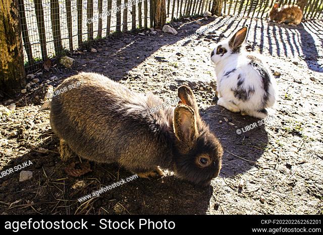 Domestic rabbit, Oryctolagus cuniculus f. domesticus, in Cumberland Wildpark in Grunau im Almtal, Upper Austria, February 23, 2022