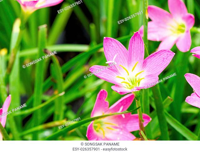 Fairy Lily, Rain Lily, Little Witches flower in garden