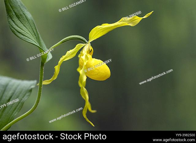 Large Yellow Lady's Slipper Orchid (Cypripedium parviflorum var. pubescens) - DuPont State Recreational Forest, Cedar Mountain, near Brevard, North Carolina