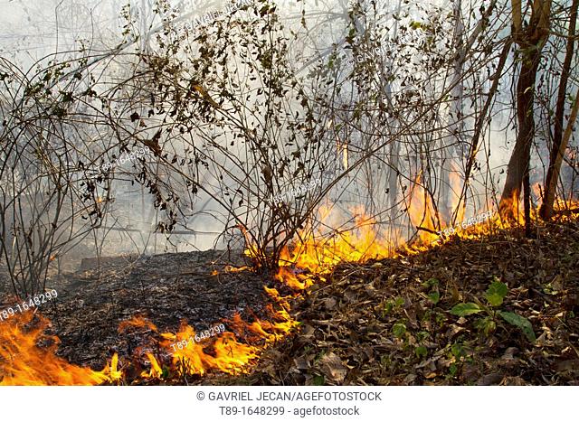 Wild fires in the rain forest of Kanchanaburi region in western Thailand