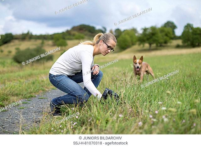 Woman picking up dog waste with a manure bag, Australian Cattle Dog is watching. Germany