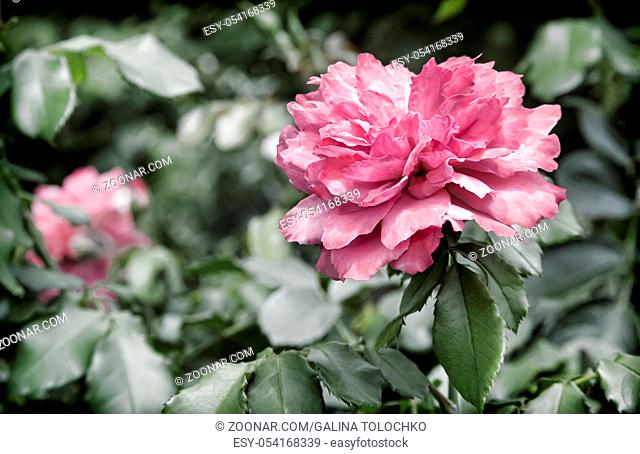 Beautiful pink flower tea-hybrid rose , blooming in the garden . Photographed close-up