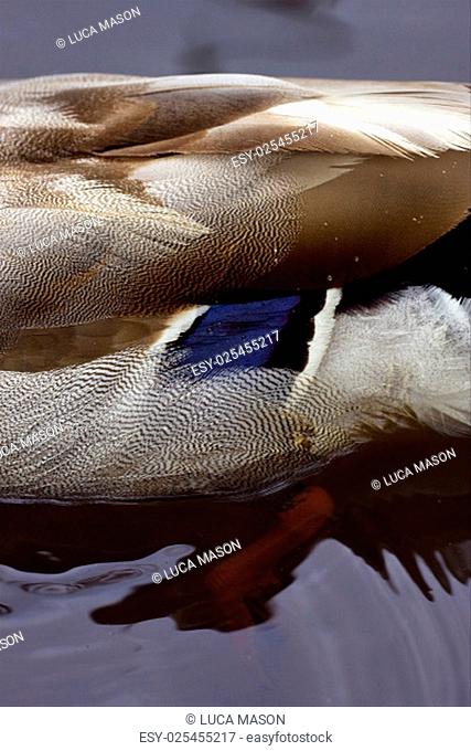 a close up of a body of a duck