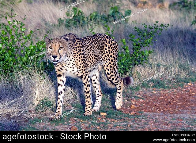 Gepard, Cheetah in Namibia