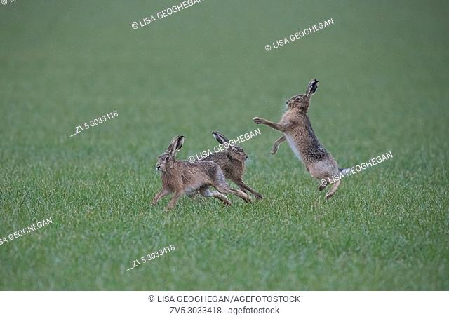 Brown Hares- Lepus europaeus, boxing in the rain. Spring. Uk
