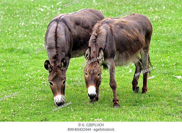 Domestic donkey (Equus asinus asinus), two grazing donkeys on a pasture, Germany