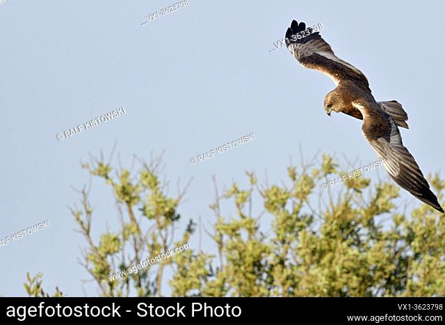 Western Marsh Harrier / Rohrweihe ( Circus aeruginosus ), adult male, flying, hunting flight, watching for prey, wildlife, Europe