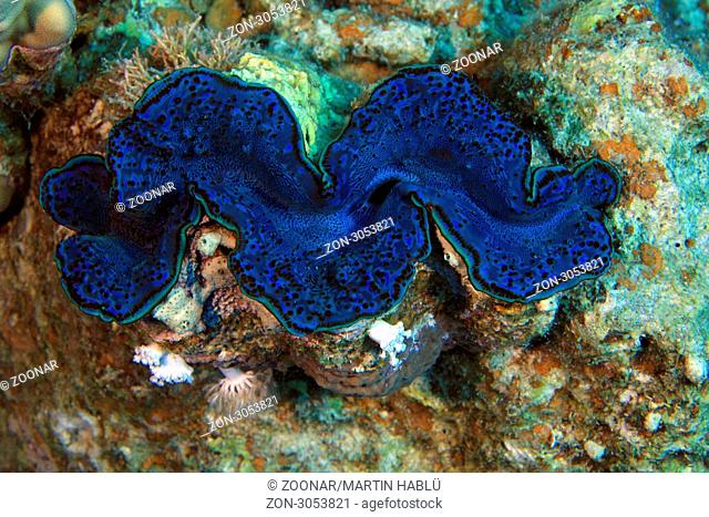 Mördermuschel im Korallenriff, Tridacna maxima, Ägypten, Rotes Meer, Maxima clam, Aegypt, Red Sea