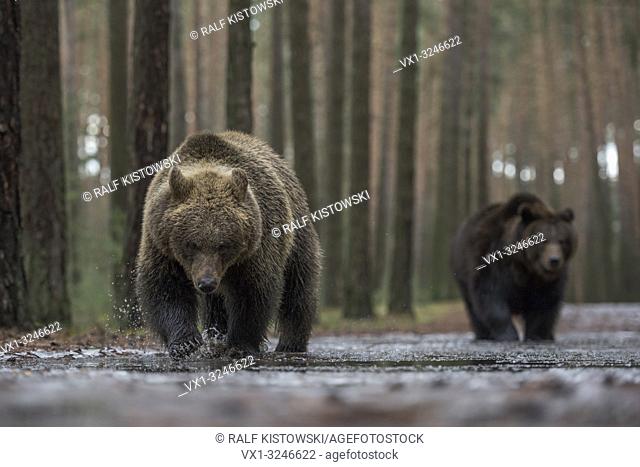 Brown Bear / Braunbaeren ( Ursus arctos ), walking through shallow the water of an ice covered puddle, exploring the frozen water, looks funny, Europe