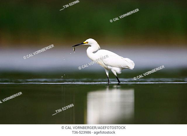 A Snowy Egret (Egretta thula) with a fish in its beak at the West Pond of Jamaica Bay National Wildlife Refuge. USA