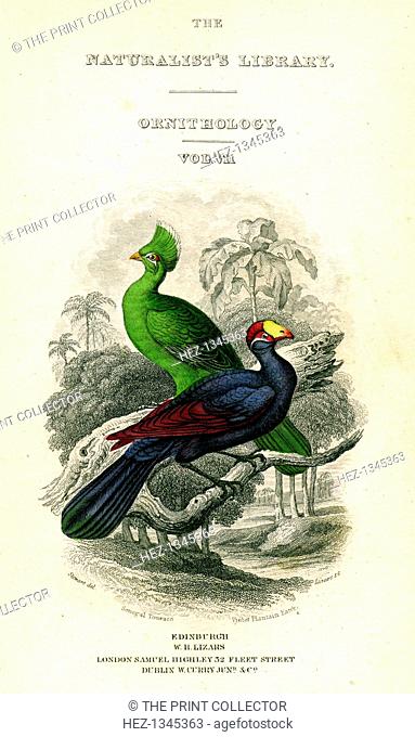 'The Naturalist's Library, Ornithology Vol VIII, Senegal Touraco, Violet Plantain Eater', c1833-1865. Two birds from West Africa