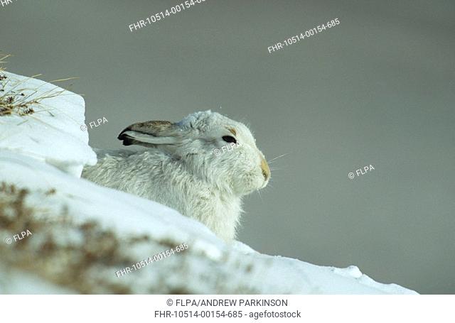 Mountain Hare Lepus timidus adult in winter coat, sitting in snow, Monadhliath Mountains, Scotland