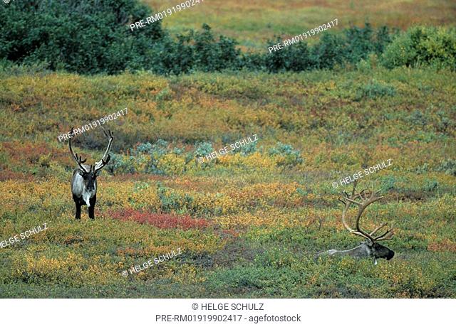 Barren Ground Caribou, bulls, Reindeer, Rangifer tarandus, Rangifer tarandus arcticus