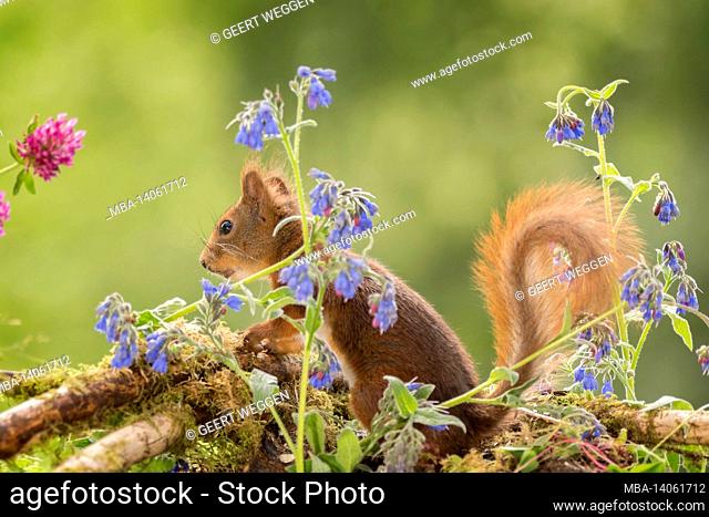 red squirrel standing with blueflowers in sunlight