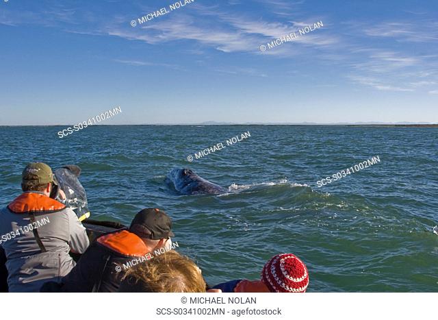 California Gray Whale calf Eschrichtius robustus approaching Zodiac in Magdalena Bay near Puerto Lopez Mateos on the Pacific side of the Baja Peninsula