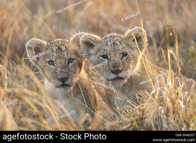 Africa, East Africa, Kenya, Masai Mara National Reserve, National Park, Babies lion (Panthera leo), in savannah