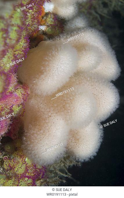 Deadman's Fingers Soft Coral Alcyonium digitatum, Gouliot Caves, Sark, Channel Islands
