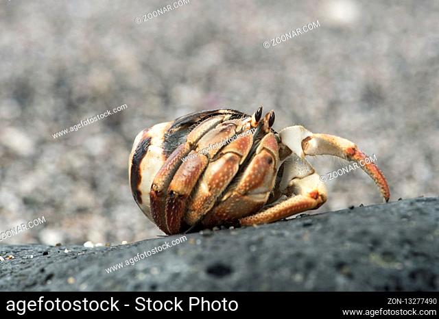 Einsiedlerkrebs (Coenobita compressus) in einem Schneckengehäuse, Insel Floreana, Galapagos Inseln, Ecuador / Ecuadorian hermit crab (Coenobita compressus) in a...