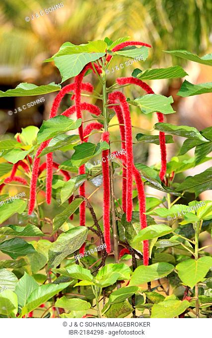 Chenille Plant or Red-hot Cattail (Acalypha hispida), shrub, flowering, Nosy Be, Madagascar, Africa