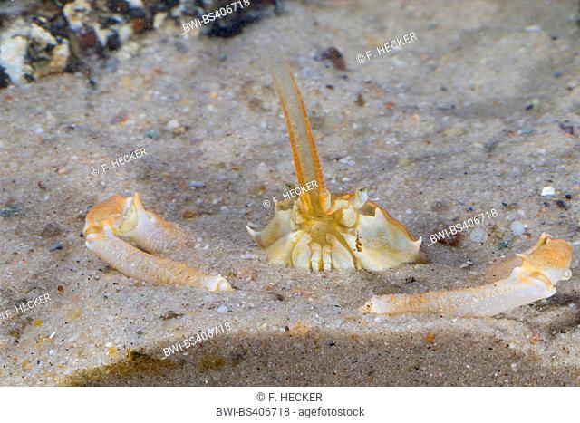 masked crab, helmet crab (Corystes cassivelaunus, Corystes dentatus), male digged in sand
