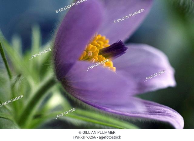 Pulsatilla vulgaris, Pasque flower