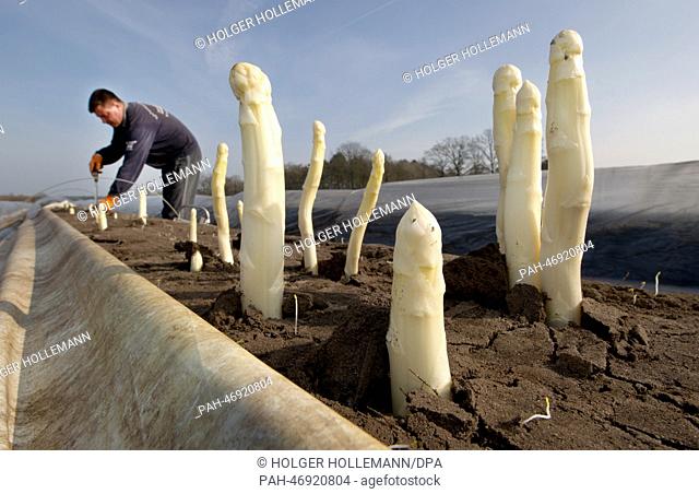The first asparagus is harvest in Lichtenhorst, Germany, 07 March 2014. Heating the ground as well as a tarp covering makes the asparagus grow earlier and...