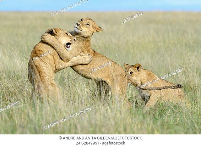 Young lions (Panthera leo) playing together, Maasai Mara national reserve, Kenya
