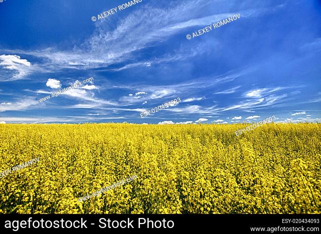The field of flowering oilseed rape