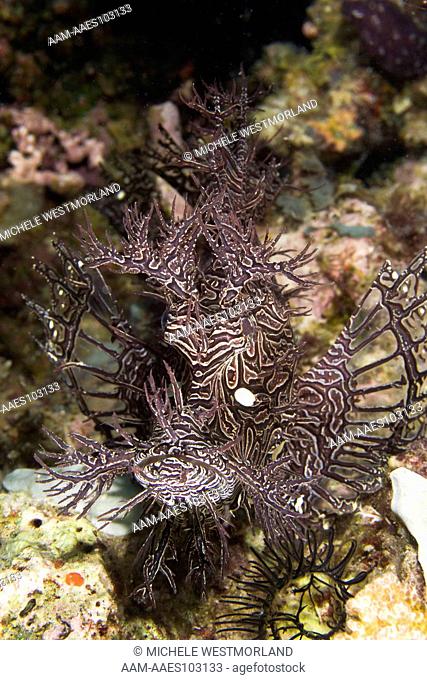 Lacy Scorpionfish (Rhinopias aphanes) Papua New Guinea