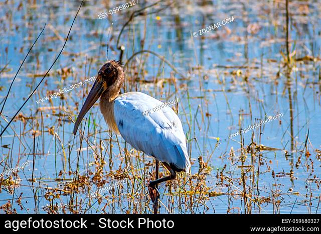 A portrait shot of a large wading bird taking a stroll in the pond