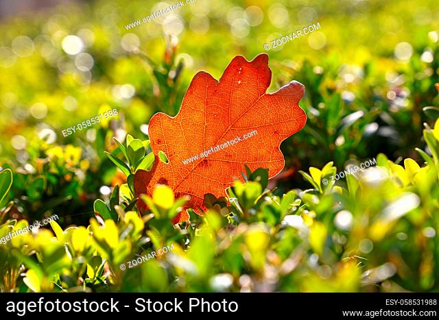 Close up one backlit orange autumn fallen oak tree leaf in grass on the ground, low angle view