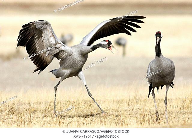 Common Cranes (Grus grus) fighting. Gallocanta, Zaragoza province, Aragon, Spain