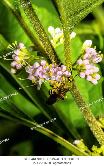 Virescent Green Metallic Bee (Agapostemon virescens) Feeding on Beauty Berry (Callicarpa americana) Flower