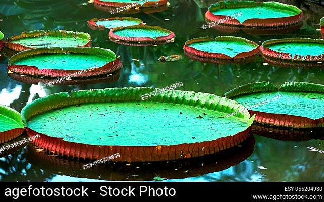 close up of the large circular leaves of a giant amazon waterlily growing in rio de janeiro, brazil