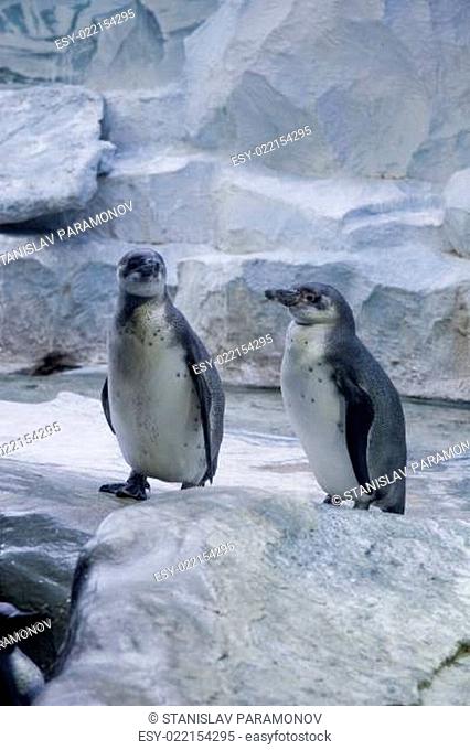 Penguins couple