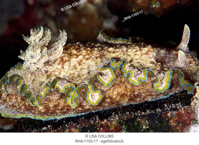 Nudibranch Chromodoris albopunctata, grows to 65mm, Indo-Pacific waters, Philippines, Southeast Asia, Asia