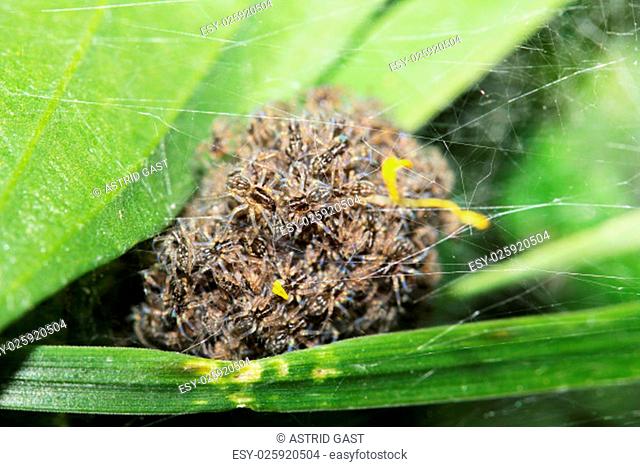 small, newly hatched wolf spiders in spider woman