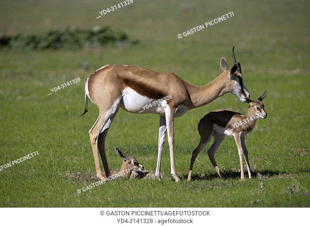 Springbok (Antidorcas marsupialis) - Mother and lamb, Kgalagadi Transfrontier Park in rainy season, Kalahari Desert, South Africa/Botswana